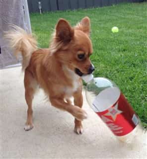 Pomeranian sales terrier mix